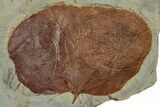 Paleocene Fossil Leaf (Zizyphoides) - Montana #356524-1